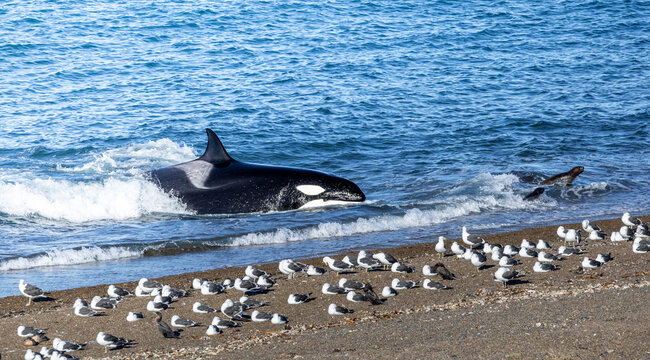 Apex Predator on the Hunt. Wild Orca (Orcinus orca)  Intentional Stranding Attack hunting sea lions. Punta Norte, Pen&iacute;nsula Vald&eacute;s, Patagonia, Argentina. Incredible and unique moment. 