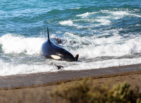 Apex Predator on the Hunt. Wild Orca (Orcinus orca)  Intentional Stranding Attack hunting sea lions. Punta Norte, Pen&iacute;nsula Vald&eacute;s, Patagonia, Argentina. Incredible and unique moment. 
