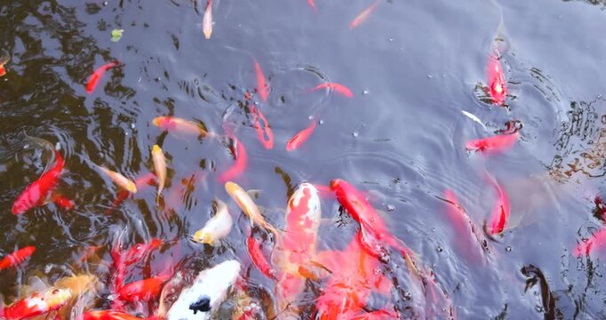 Japanese koi carp, red, white and patterned ornamental fish swimming in a garden pond, close-up top view, decorative pet fish, tranquil water garden, slow motion
