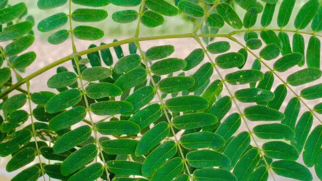  Fresh Green Tamarind Leaves (Tamarindus Indica) Close-up | Natural Botany Pattern Stock Photo