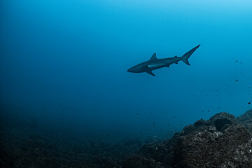 Naklejka premium Silky shark at cleaning station near Socorro Island in Mexico