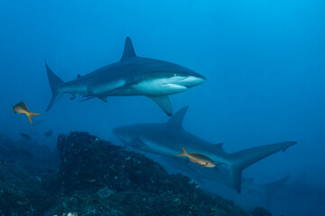 Naklejka premium Silky shark at cleaning station in Socorro Island, Mexico