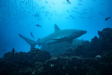 Obraz premium Silky shark at cleaning station in Mexico's Revillagigedo Archipelago