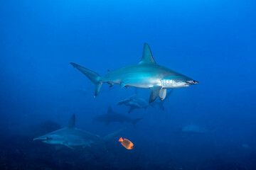 Obraz premium Scalloped hammerhead sharks at cleaning station in Socorro Island