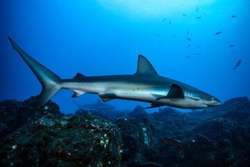 Fototapeta premium Silky shark swimming near cleaning station at Socorro Island in Mexico