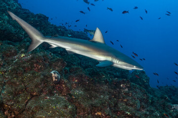 Fototapeta premium Silky shark interacts at a cleaning station in Mexico's Socorro Island