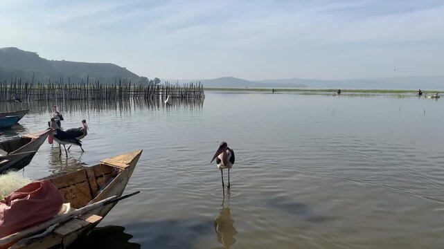 View of Marabou storks wading in the shallow waters of Lake Awasa near wooden fishing boats in Ethiopia.