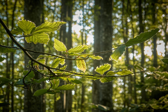 Parco Nazionale della Maiella: La faggeta si prepara all'autunno - Abruzzo