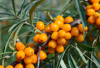 Sea Buckthorn Berries Growing on Branch, front view, macro © Irina