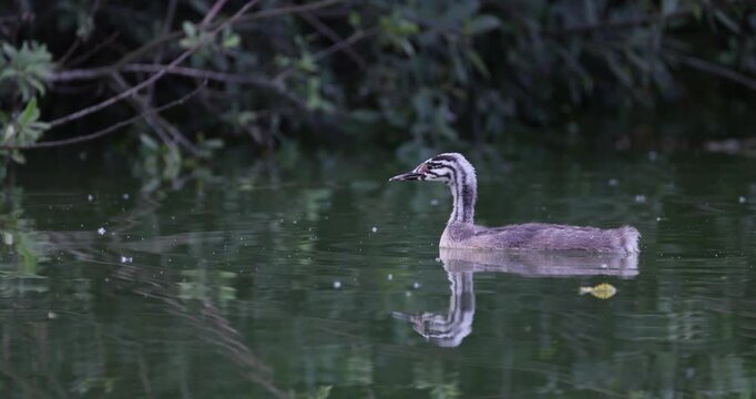 Close-up of Great crested grebe juvenile stripy chick swimming on calm mirror lake surface near shoreline vegetation in evening light slow motion