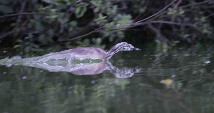 Great crested grebe juvenile stripy chick swimming fast with open beak along lake shoreline bushes during evening light slow motion