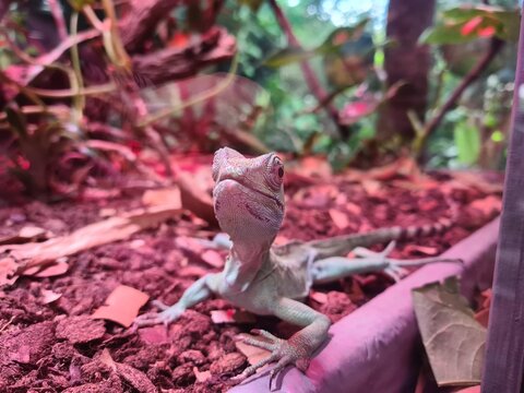 Green iguana lizard under a pink UV heat lamp in a terrarium