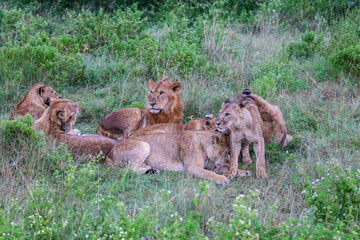 Naklejka premium Pride of Lions After the Rain in the Green Wilderness of Kenya, Lake Nakuru