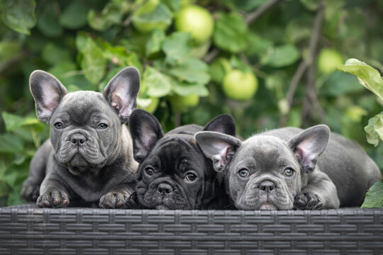 three cute french bulldog puppies posing outdoors in summer