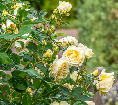 Yellow roses amongst green leaves with a blurred background.