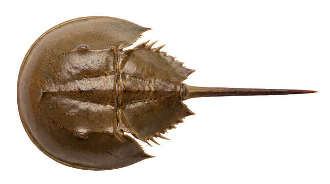 Horseshoe crab top view, marine arthropod with brown shell and pointed tail, prehistoric sea creature for biology education isolated PNG with Transparent Background