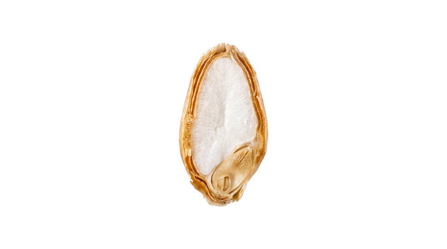 Organic pumpkin seed with shell, single dried pepita for healthy snacking, macro view of raw white squash seed isolated PNG with Transparent Background