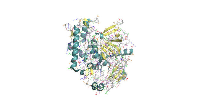 Catalytic domain of botulinum neurotoxin serotype A (Botox) that blocks neurotransmitter release and causes muscle relaxation, 3D molecule 4k