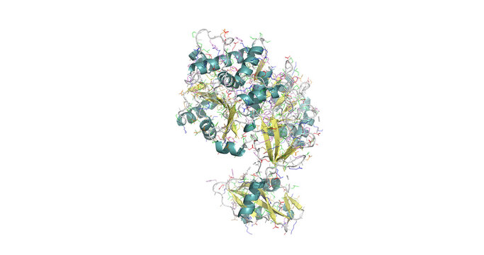 Firefly luciferase, bioluminescent enzyme that catalyzes the oxidation of luciferin to emit yellow-green light, 3D molecule 4K  