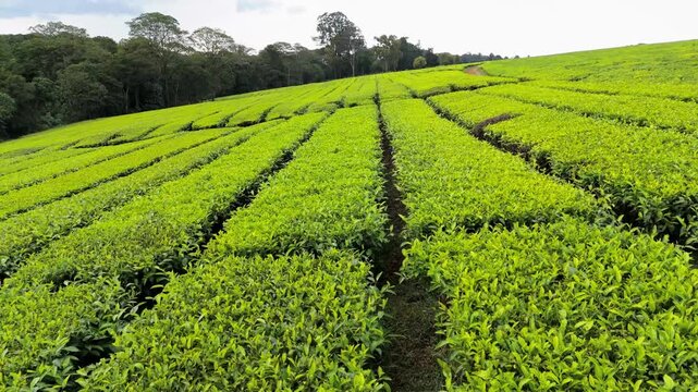Kericho, Kenya - 26 August 2026: Aerial view of lush green tea plantation fields stretching across rolling hills under a bright sky.