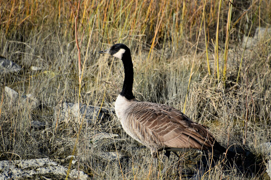 A goose in the spring, L'Islet, Qu&eacute;bec, Canada