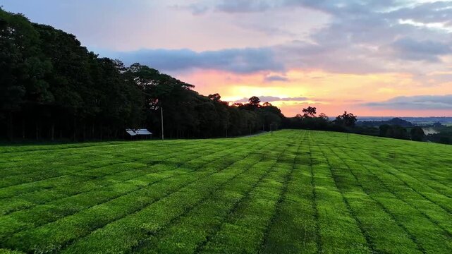 Kericho, Kenya - 26 August 2026: Aerial view of lush green tea plantations at sunset with rows of crops and distant trees under a colorful sky.