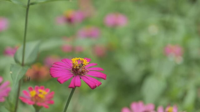 Close-up macro footage of a spotted butterfly perching and feeding on a pink zinnia flower in a lush green garden.