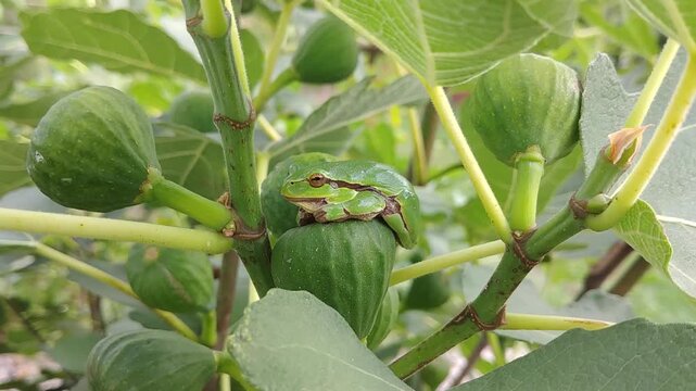 European tree frog, Hyla arborea with green color camouflaging it with environment sits on fig fruit on bush of Ficus carica, Fig brown turkey - close-up, slow motion. Topic: protective camouflage