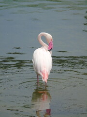 pink flamingo in the water © Nina