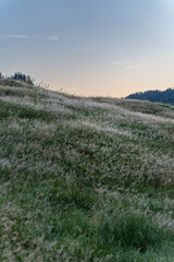 Obraz premium alpine meadow grass glistening in the soft morning light with dew and misty valleys and forested hills in the background during dawn in Bregenzerwald, Vorarlberg, Austria
