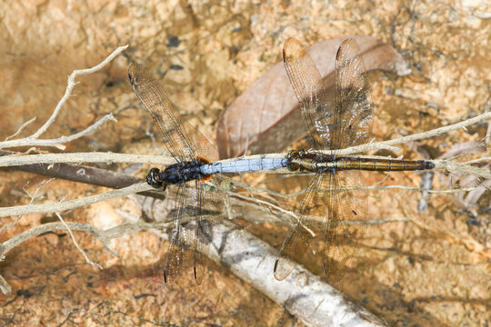 Two Oriental Blue Dasher dragonflies (Brachydiplax chalybea) resting on a twig in the Kelabit Highlands, Borneo
