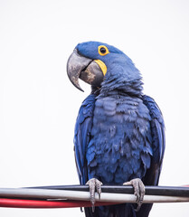 blue and yellow macaw  © Agata Carr