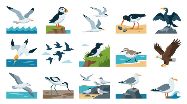 Avian Wildlife Flat Vector Illustration Set: Diverse Sea Birds and Water Birds Collection