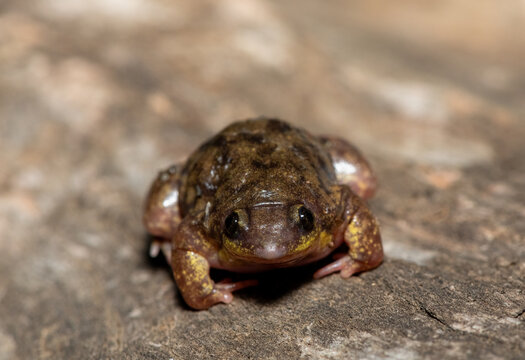 Mottled Shovel-nosed Frog (Hemisus marmoratus), also known as the marbled snout-burrower, on a Rock in KwaZulu-Natal, South Africa