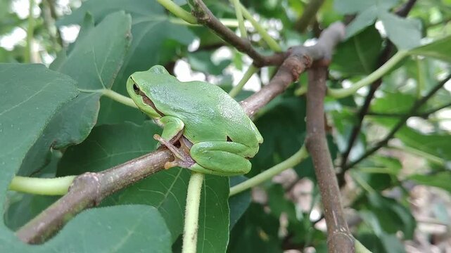 European tree frog, Hyla arborea with green color camouflaging it with environment sits on branch of bush of Ficus carica, Fig brown turkey - close-up, slow motion. Topics: amphibian, animal, macro