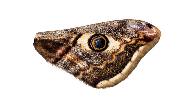 Macro moth wing with realistic eyespot pattern, brown butterfly wing texture, detailed insect wing anatomy for biology education isolated PNG with Transparent Background