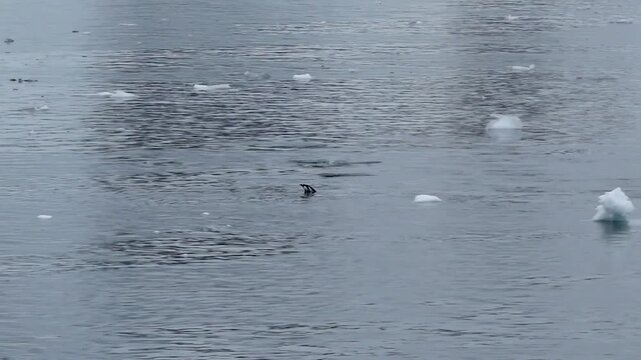 Group of gentoo penguins porpoising through Antarctic waters, repeatedly leaping from the sea among floating ice near the Western Antarctic Peninsula