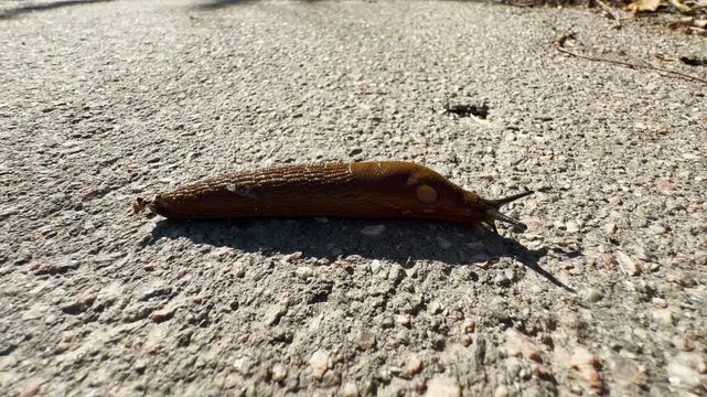 A brown Spanish slug crawls slowly across a rough concrete path. The lonely creature feels vulnerable yet resilient in this desolate urban environment.