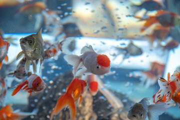 Naklejka premium 日本の香川県にあるソラキンの金魚
