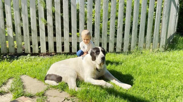 A large dog sits on green grass next to a young boy in front of a white fence. This peaceful scene evokes a warm, happy feeling of loyal companionship and cozy friendship.