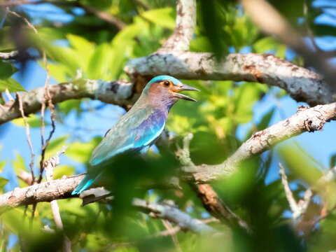 Indian roller bird, Coracias benghalensis, on a branch, Phuket,