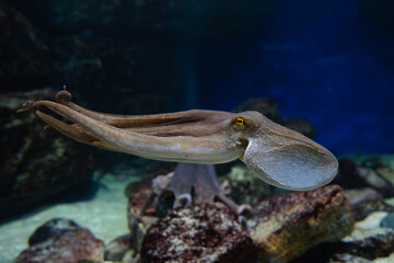 Octopus Swimming Underwater in an Aquarium © kurileon