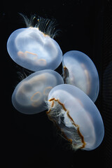Moon Jellyfish Floating Together in a Dark Aquarium © kurileon