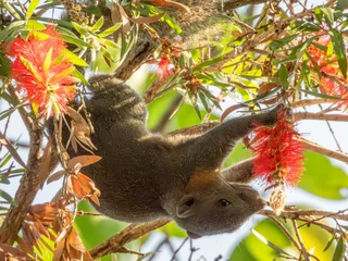 Red squirrel, sciurus vulgaris, on a tree branch, Phuket, Thaila © Elenarts