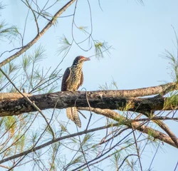 Asian koel female bird, Eudynamys scolopaceus, Phuket, Thailand © Elenarts