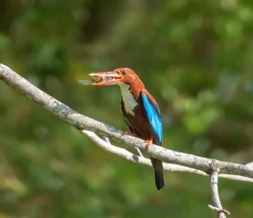 White-throated or White-breasted kingfisher bird, Halcyon smyrne © Elenarts