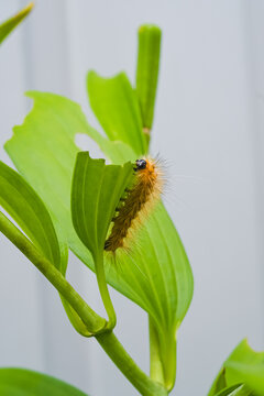 Hairy orange and brown caterpillar chewing on damaged green leaves of a garden plant, close up