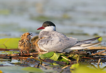 Whiskered Tern (Chlidonias hybrida) sitting on a floating nest while a chick stands beside it with bill wide open. © VOLODYMYR KUCHERENKO