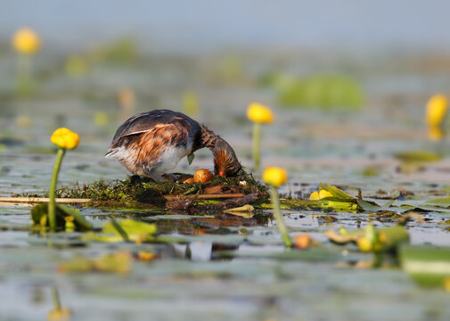 Black-necked Grebe (Podiceps nigricollis) tending to eggs inside its floating nest in a marsh.