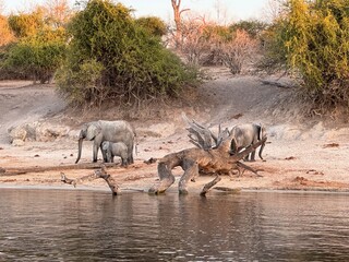 African Elephants With Calf Beside a Waterhole © Bethany
